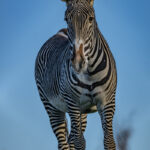 Image of Chester Zoo's lush gardens and animal habitats.