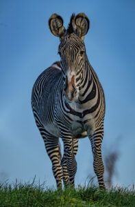Image of Chester Zoo's lush gardens and animal habitats.